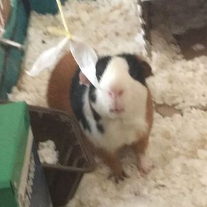 Meet your Posher, Sherry